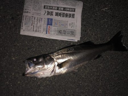 またチューバスでした。