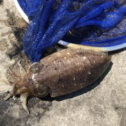 コウイカエギング