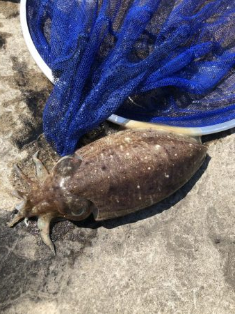 コウイカエギング