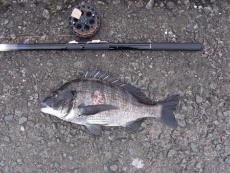 和歌山市某所で落とし込み　真チヌ４１ｃｍ以下計５枚