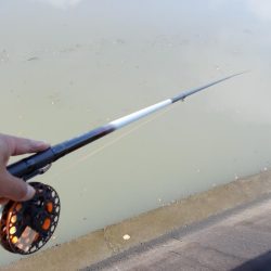 紀ノ川　落とし込みで真チヌ４５ｃｍ✖１枚