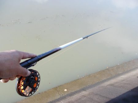 紀ノ川　落とし込みで真チヌ４５ｃｍ✖１枚