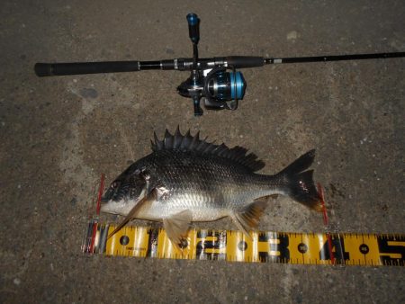 5/4バチパターン調査