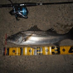 5/6バチパターン調査