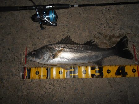 5/6バチパターン調査