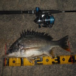 5/8バチパターン調査