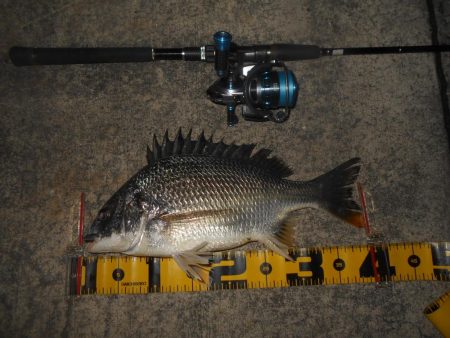 5/8バチパターン調査