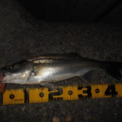 5/10バチパターン調査