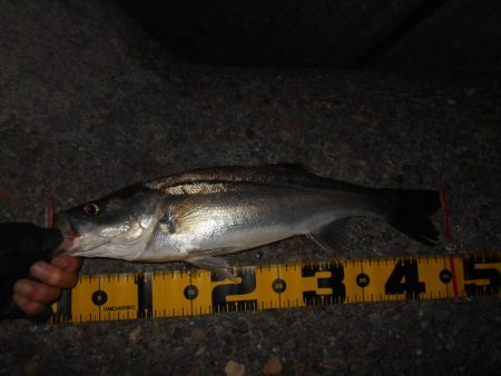 5/10バチパターン調査