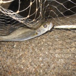 5/11バチパターン調査(淀川シーバス釣行)