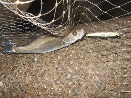 5/11バチパターン調査(淀川シーバス釣行)