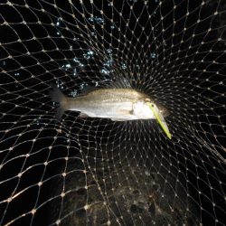 5/13バチパターン調査