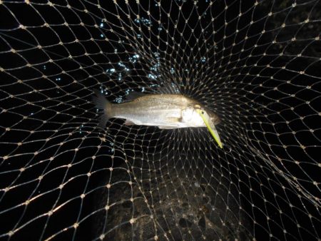 5/13バチパターン調査