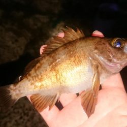 夜釣りでアイナメ