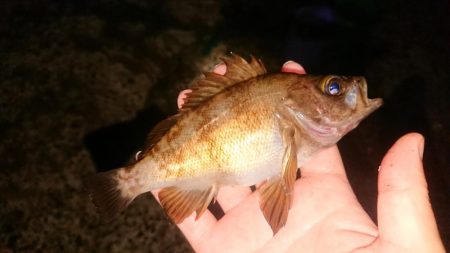 夜釣りでアイナメ