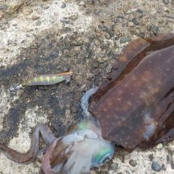 キロインパクト!