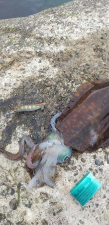 キロインパクト!