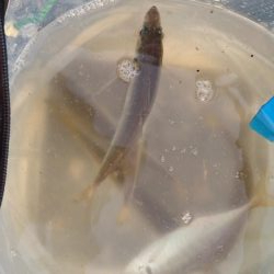 スーパームーン