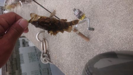 ライトタックルでショアゲーム