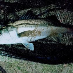 上げのシャローエリア