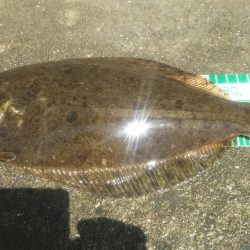 【苅田南港】春のシーバス調査 ~続き