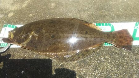 【苅田南港】春のシーバス調査 ~続き