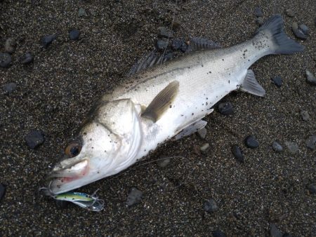 サーフでイカとシーバス