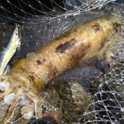 4年ぶりの春アオリ