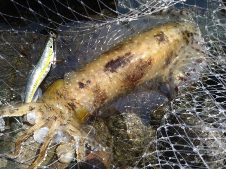 4年ぶりの春アオリ