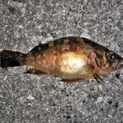 大きなメバルはどこへ？ part.Ⅵ