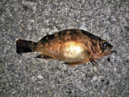 大きなメバルはどこへ？ part.Ⅵ