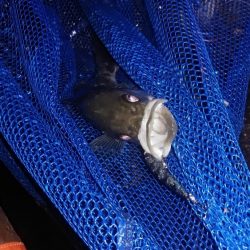 またまたメバリング