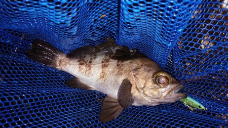 そろそろおわりかな?