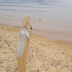 シロギスちょい投げ