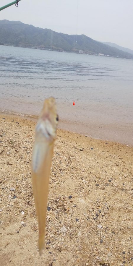 シロギスちょい投げ