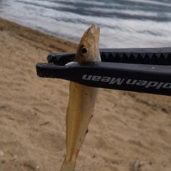 シロギスちょい投げ