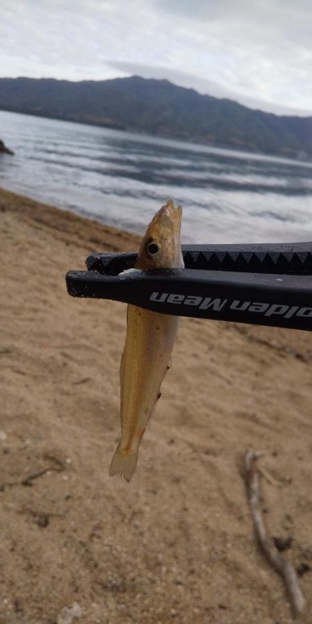 シロギスちょい投げ