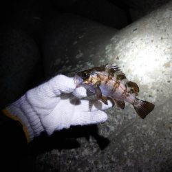 またまたメバリング