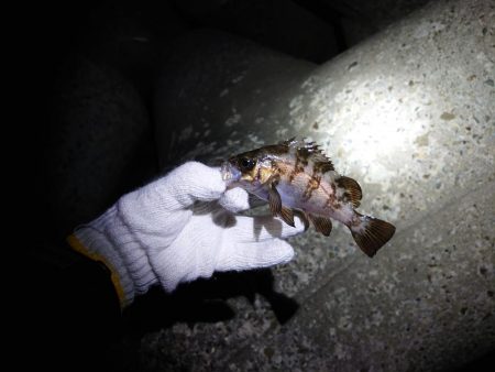 またまたメバリング