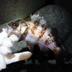 雨上がりのメバリング