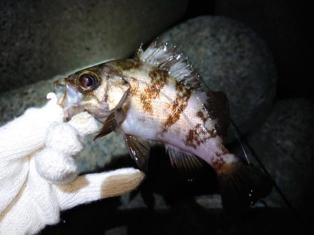 雨上がりのメバリング