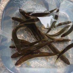 雨後の小鮎釣り