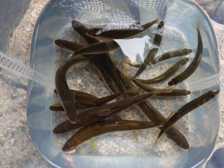 雨後の小鮎釣り