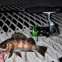 メバル新規開拓！