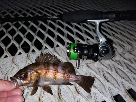 メバル新規開拓！