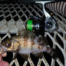 メバリングは密？