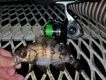 メバリングは密？