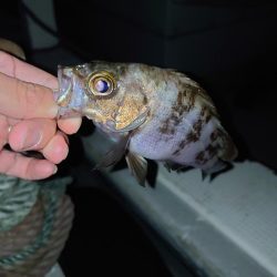 人工島でメバル