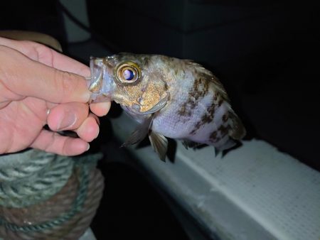 人工島でメバル