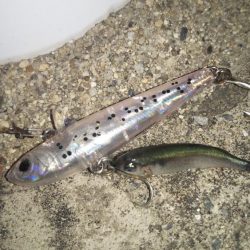 ぶらシーバス！！